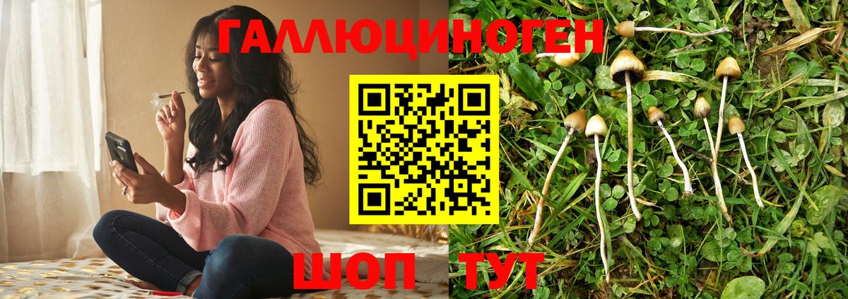 Котлас  Галлюциногенные грибы Psilocybine cubensis  Вход с VPN 